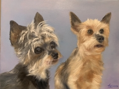 Yorkies
