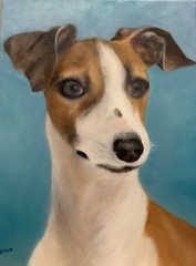 Italian Greyhound